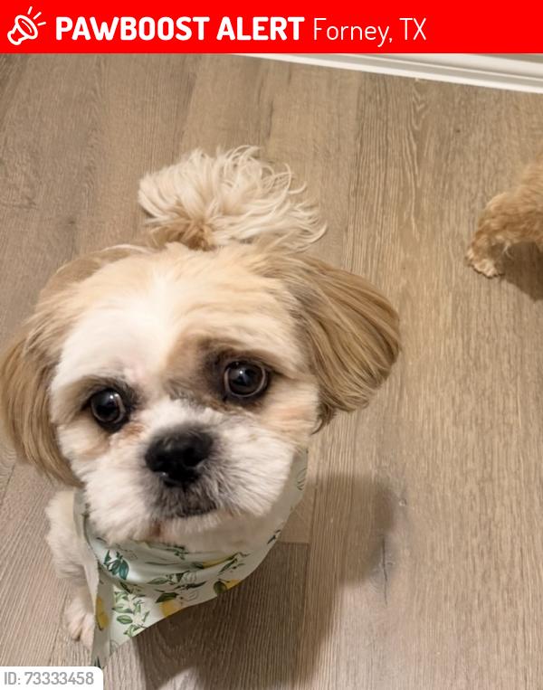 Lost Male Dog last seen Rio bravo & Dilley ln Forney, Forney, TX 75126