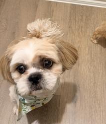 Lost Male Dog last seen Rio bravo & Dilley ln Forney, Forney, TX 75126