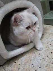 Reunited Female Cat last seen View oak dr., Saratoga, CA 95070