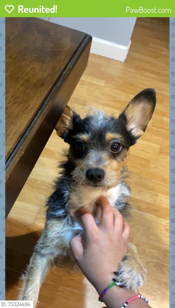 Reunited Male Dog last seen W Berkeley Rd & N 70th Dr, 1817-1899 N 67th Ave, Phoenix, AZ 85035
