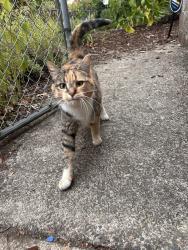 Found/Stray Unknown Cat last seen N Macrum and N Princeton, Portland, OR 97203