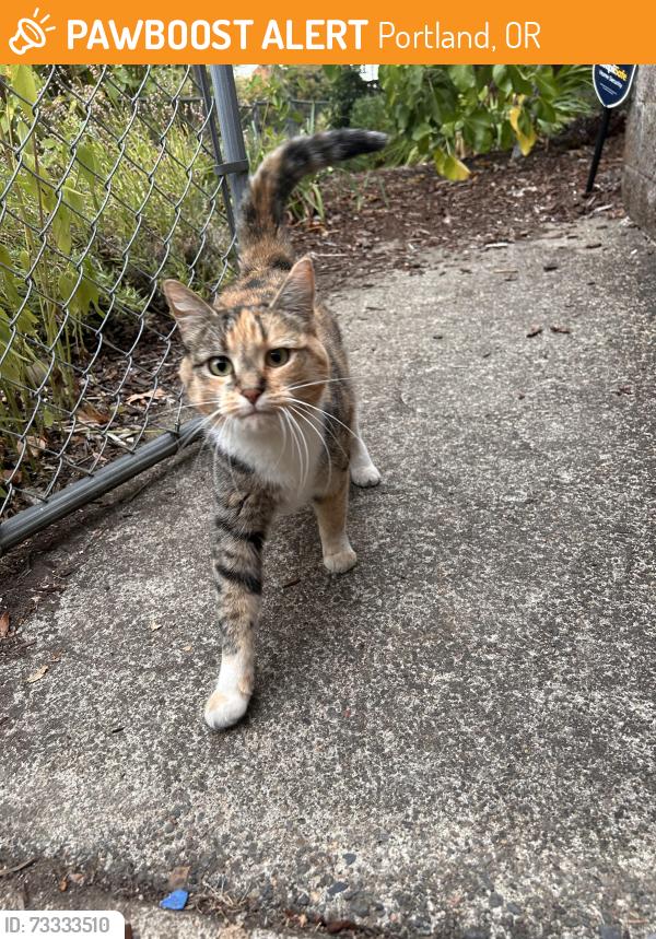 Found/Stray Unknown Cat last seen N Macrum and N Princeton, Portland, OR 97203
