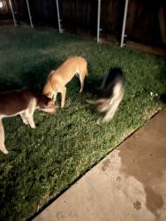 Found/Stray Unknown Dog last seen Allen High School, Allen, TX 75002
