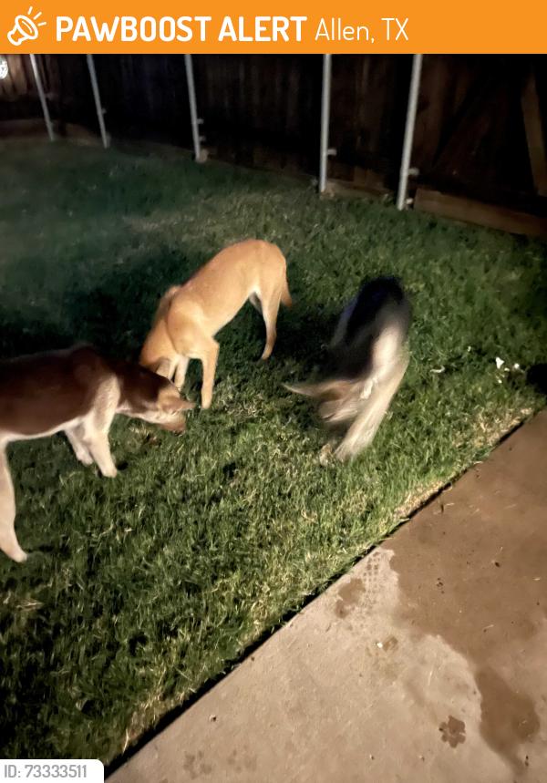 Found/Stray Unknown Dog last seen Allen High School, Allen, TX 75002