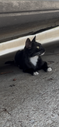 Lost Female Cat last seen N gleen, Irving, TX 75038