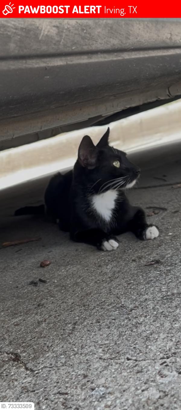 Lost Female Cat last seen N gleen, Irving, TX 75038