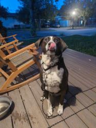 Reunited Male Dog last seen Dupont and Capistrano, Salt Lake City, UT 84116