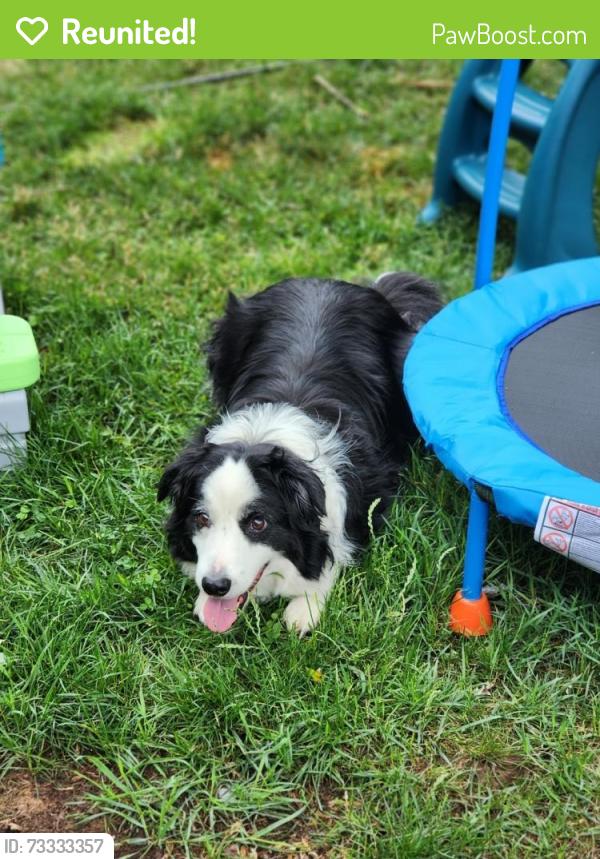 Reunited Male Dog last seen Albany Shaker Rd, Albany, NY 12211