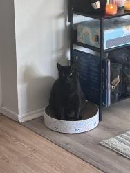 Reunited Male Cat last seen Crossed w/ Geraldine Drive - Behind Taylor Middle School, Millbrae, CA 94030
