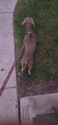 Found/Stray Male Dog last seen Maple and rialto ave fontana, Fontana, CA 92335
