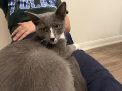 Found/Stray Female Cat last seen Princeton and Thatcher, Marina del Rey, CA 90292