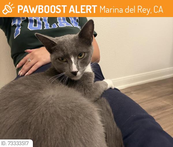 Found/Stray Female Cat last seen Princeton and Thatcher, Marina del Rey, CA 90292