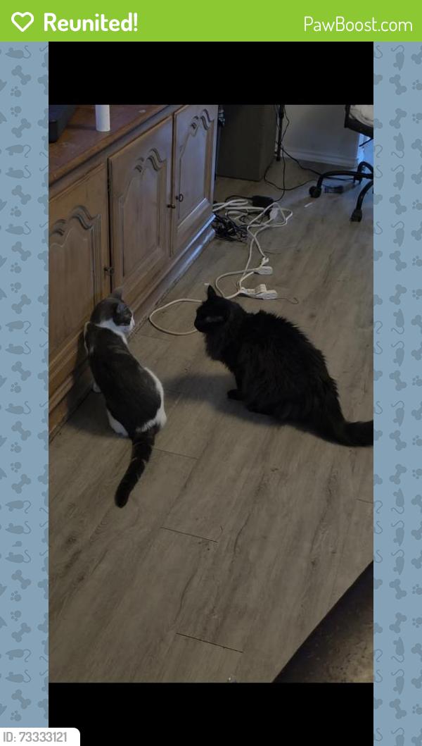 Reunited Female Cat last seen Near Clear Castle Dr., Porter, TX 77365