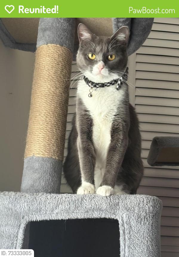Reunited Female Cat last seen Sw Bridgeport Drive near Treasure Coast High School, Port St. Lucie, FL 34953