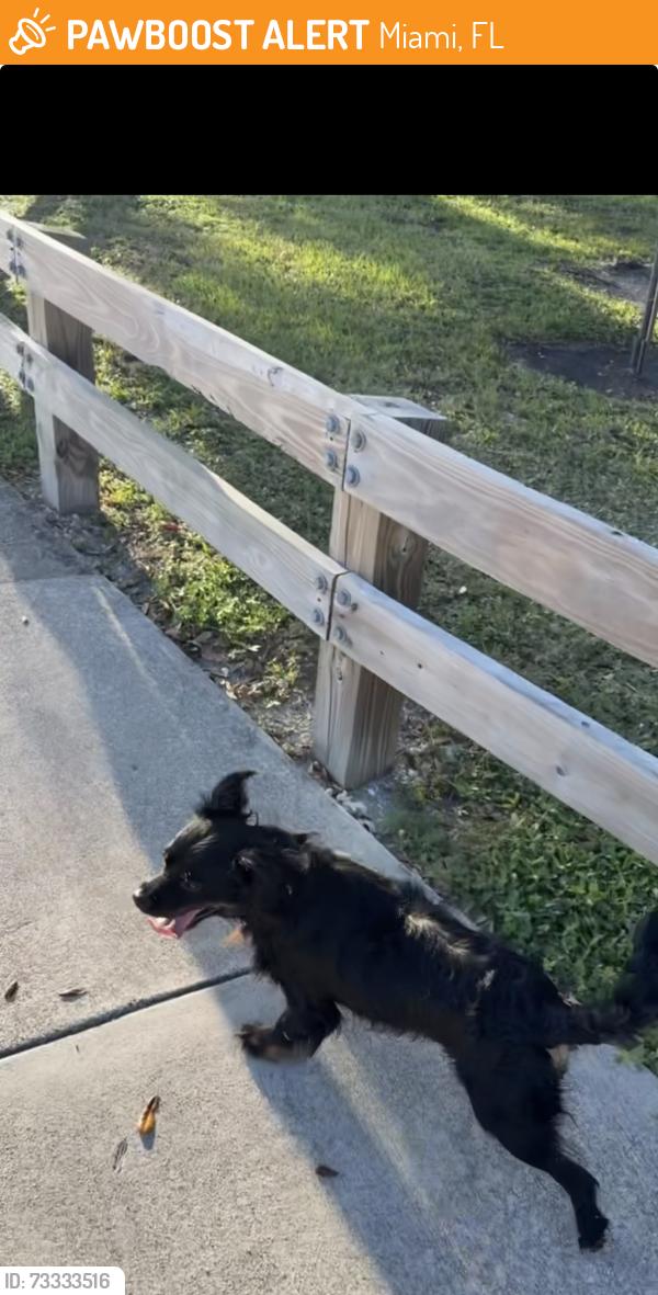 Found/Stray Male Dog last seen Oak grove park, Miami, FL 33162