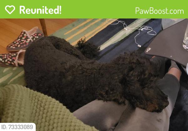 Reunited Male Dog last seen Hill st and 14th, Santa Monica, CA 90405