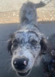 Lost Male Dog last seen Bella vista avenue , bey view avenue, Bay Point, CA 94565
