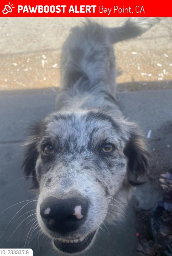 Lost Male Dog last seen Bella vista avenue , bey view avenue, Bay Point, CA 94565