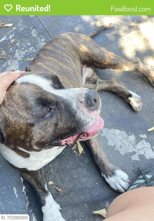 Reunited Male Dog last seen 104th and Broadways, Los Angeles, CA 90003