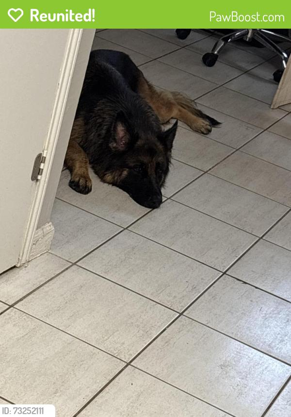 Reunited Female Dog last seen Longview st., Conroe, TX 77301