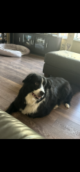 Lost Male Dog last seen West 33rd Vancouver BC, Vancouver, BC 
