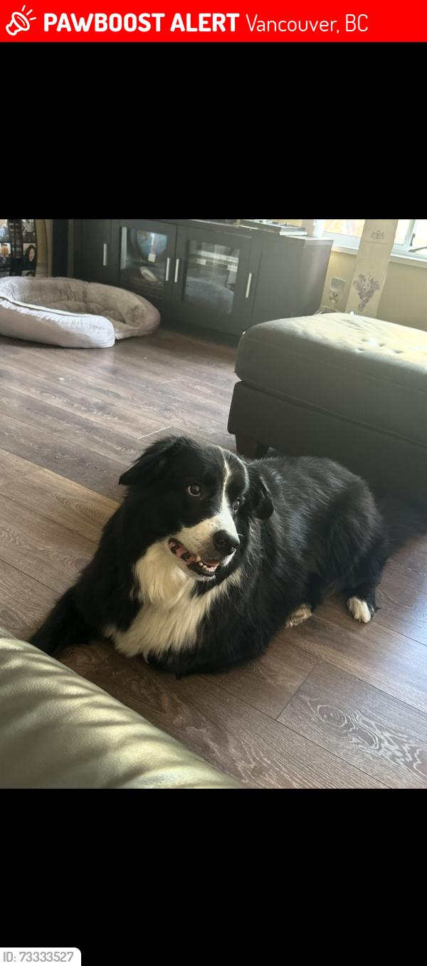 Lost Male Dog last seen West 33rd Vancouver BC, Vancouver, BC 