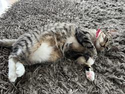 Reunited Female Cat last seen Huckleberry and Northington, Avon, CT 06001