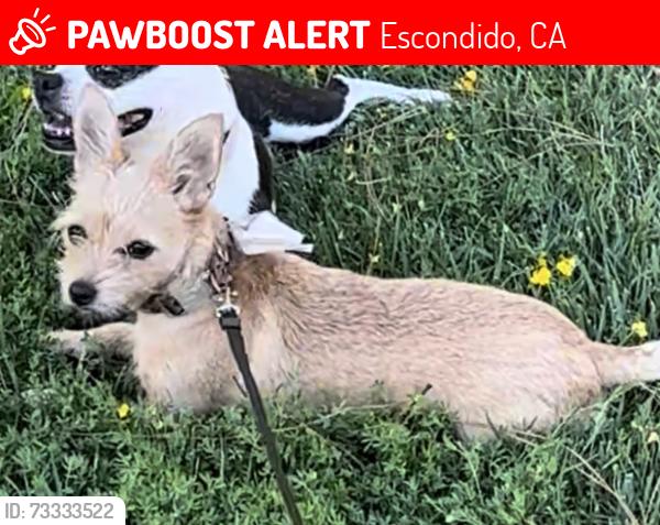 Lost Female Dog last seen W. El Norte Parkway & Morning View Dr., Escondido, CA 92026