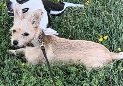 Lost Female Dog last seen W. El Norte Parkway & Morning View Dr., Escondido, CA 92026