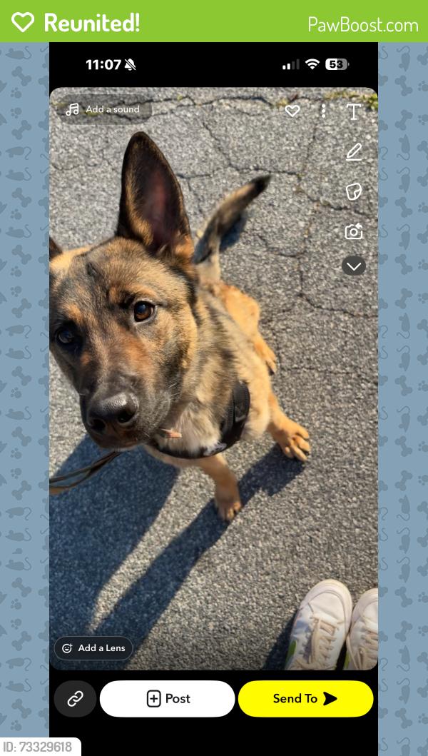 Reunited Male Dog last seen Yanceyville st, Greensboro, NC 27405