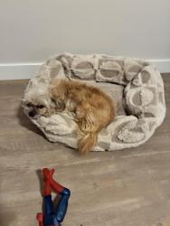 Reunited Female Dog last seen Lugonia and Orange, Redlands, CA 92374