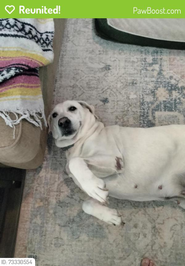 Reunited Female Dog last seen Near block Wellshire Drive, Katy, Katy, TX 77494