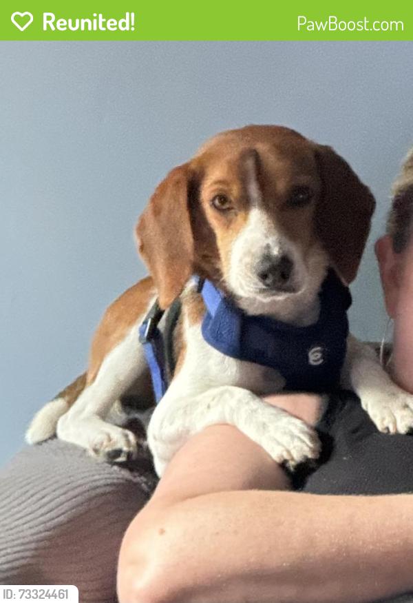 Reunited Male Dog last seen Highway 9 (downtown Loris), Loris, SC 29569