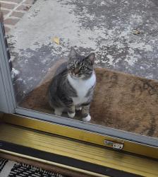 Found/Stray Unknown Cat last seen Clark Street/Forest Avenue, Milford, OH 45174