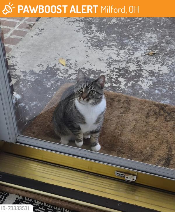 Found/Stray Unknown Cat last seen Clark Street/Forest Avenue, Milford, OH 45174