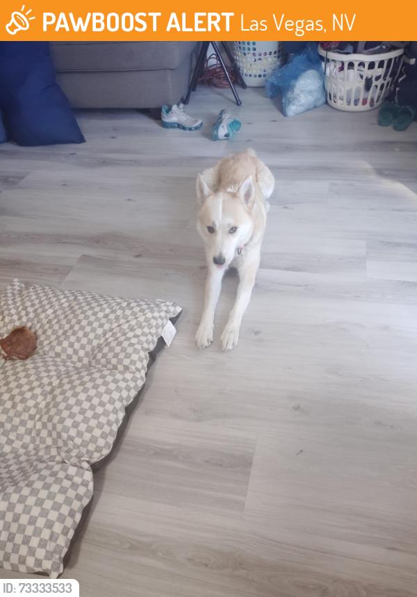 Found/Stray Female Dog last seen Sahara, Las Vegas, NV 89104