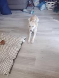 Found/Stray Female Dog last seen Sahara, Las Vegas, NV 89104