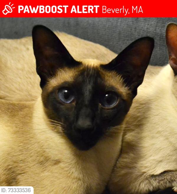 Lost Male Cat last seen Hale St, Juniper St Beverly Farms, Beverly, MA 01915
