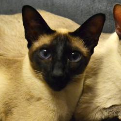 Lost Male Cat last seen Hale St, Juniper St Beverly Farms, Beverly, MA 01915
