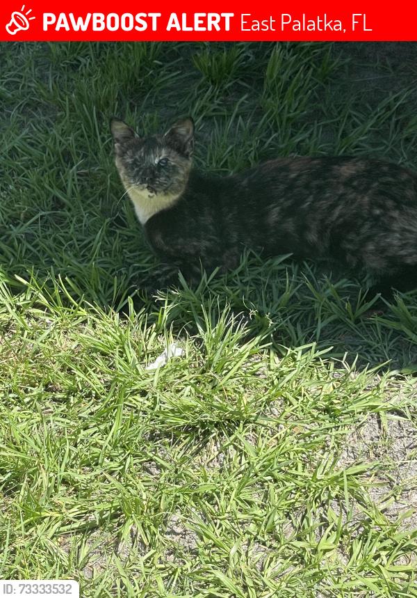 Lost Female Cat last seen Santa barbara east palatka, East Palatka, FL 32131