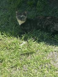 Lost Female Cat last seen Santa barbara east palatka, East Palatka, FL 32131