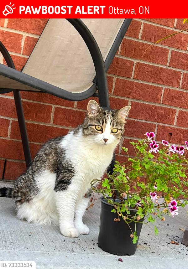 Lost Female Cat last seen Boisfranc Circle and Brian Coburn Boulevard, Ottawa, ON 