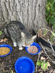Found/Stray Female Cat last seen Westminster and Cook Ave., Saint Paul, Saint Paul, MN 55130