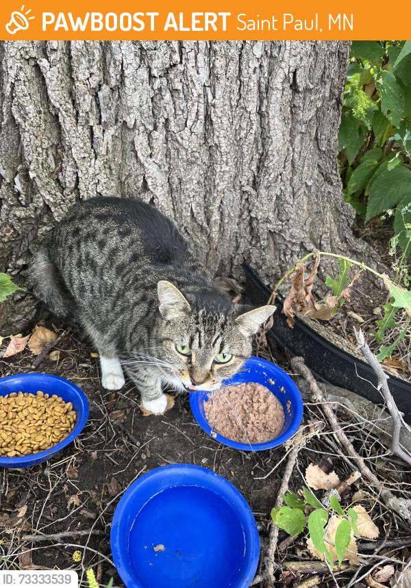 Found/Stray Female Cat last seen Westminster and Cook Ave., Saint Paul, Saint Paul, MN 55130