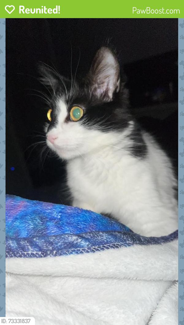 Reunited Female Cat last seen Hamboltpark, Chicago, IL 60647
