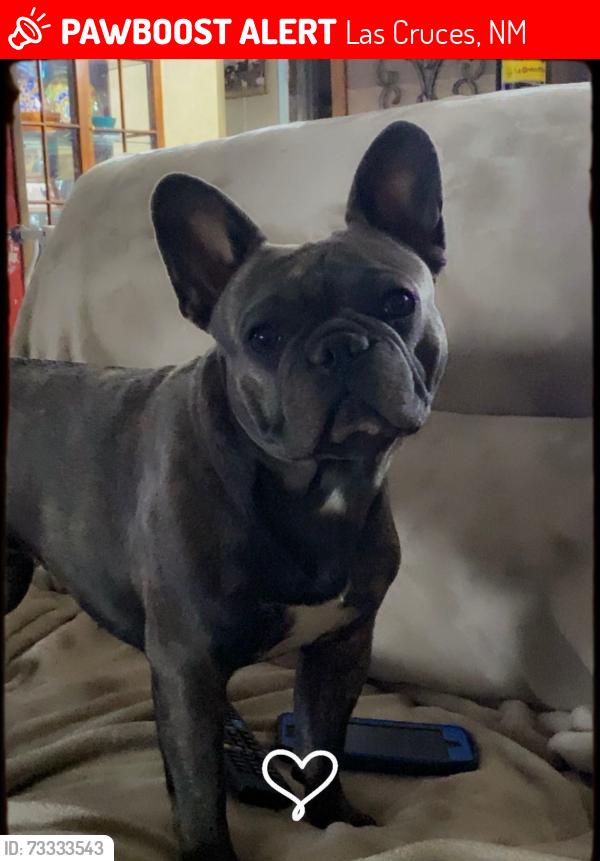 Lost Female Dog last seen Holman road, Las Cruces, NM 88012