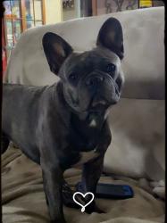 Lost Female Dog last seen Holman road, Las Cruces, NM 88012