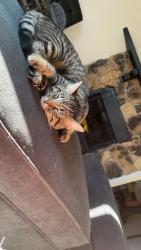 Lost Male Cat last seen Leighton and 44th, Lincoln, NE 68504