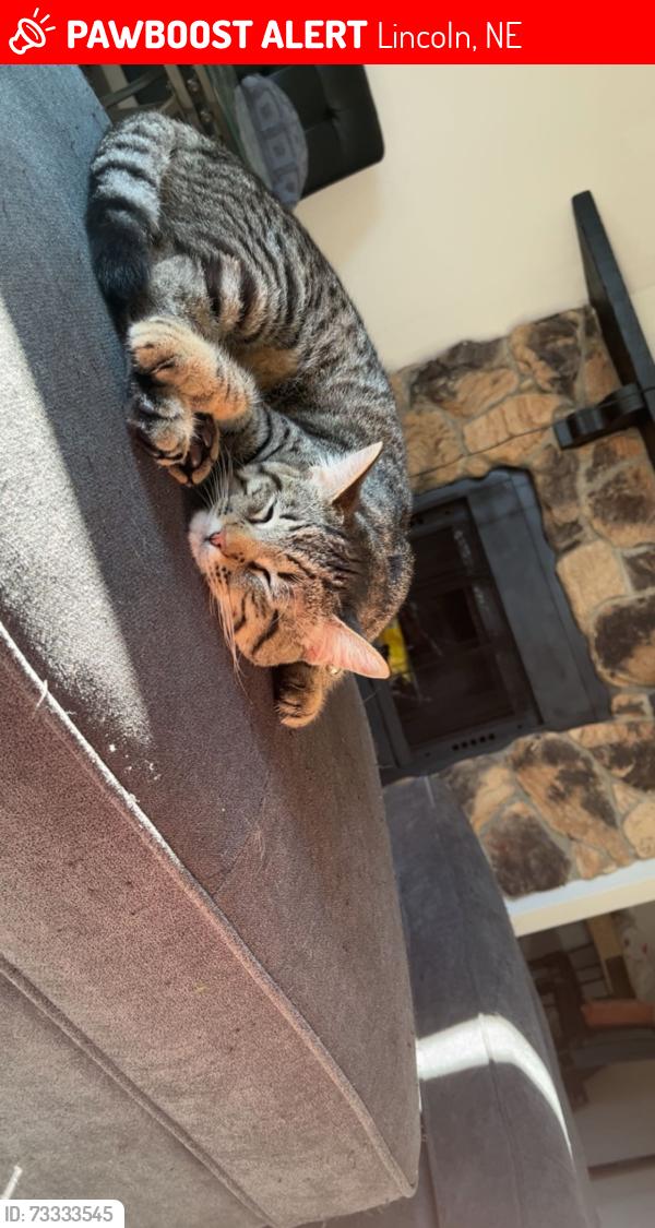 Lost Male Cat last seen Leighton and 44th, Lincoln, NE 68504