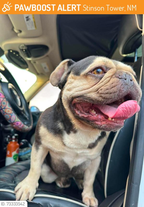 Found/Stray Male Dog last seen Coors and Tower, Stinson Tower, NM 87121